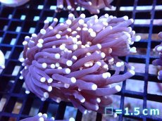画像1: 【ボーナスセール対象個体　サンゴまとめ買い割り対象商品】 【サンゴ】【通販】トーチコーラル（Black Torch)（個体販売）No.11（生体）（サンゴ） (1)