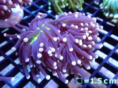 画像1: 【ボーナスセール対象個体　サンゴまとめ買い割り対象商品】 【サンゴ】【通販】トーチコーラル（Black Torch)（個体販売）No.14（生体）（サンゴ） (1)