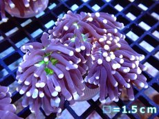 画像1: 【サンゴ】【通販】トーチコーラル（Black Torch)No.15（生体）（サンゴ） (1)