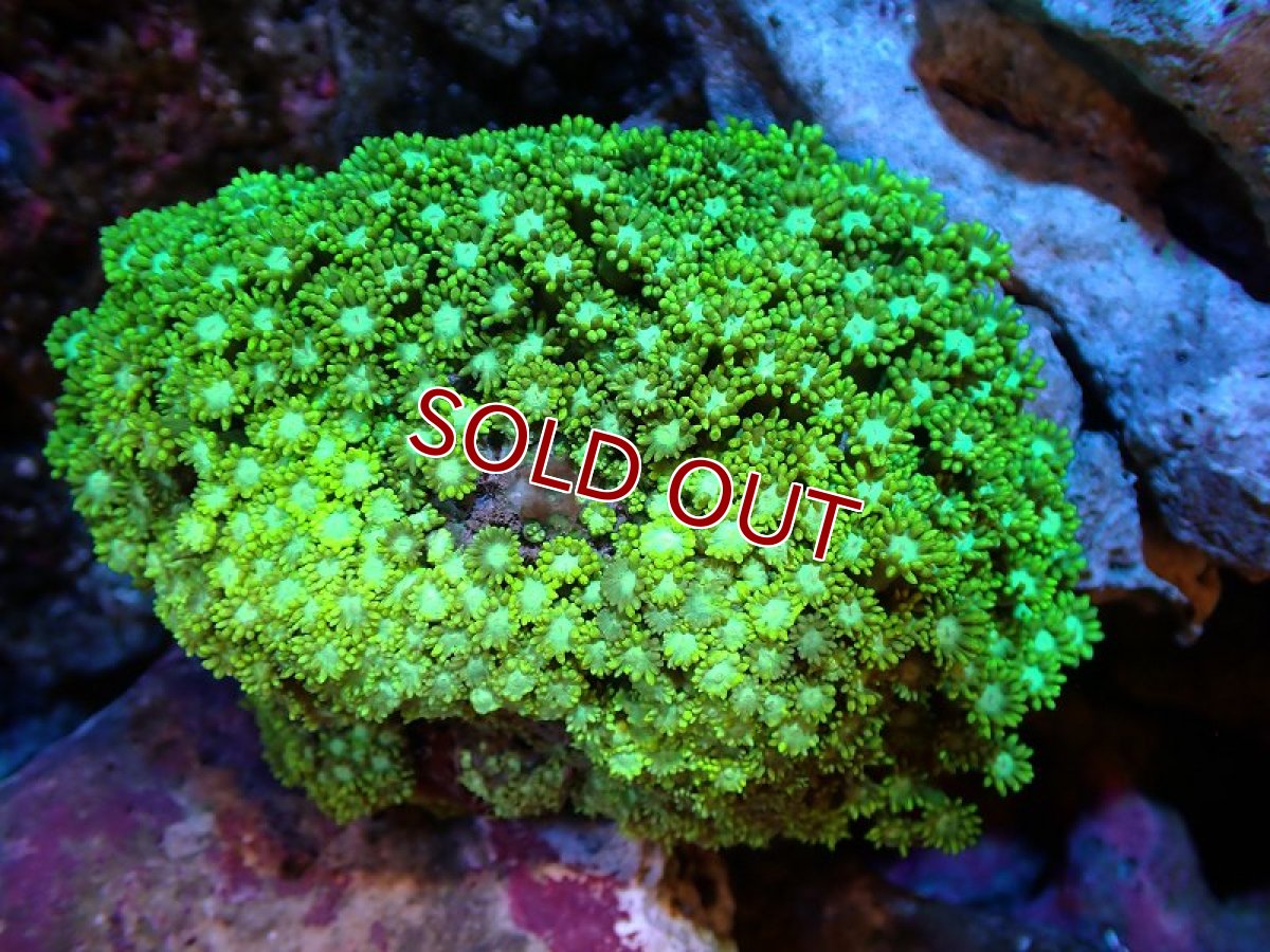 画像1: 【サンゴ】【通販】ハナガササンゴ（Metallic Green）MLサイズ（個体販売）（±10-13cm)No.1（生体）（サンゴ） (1)