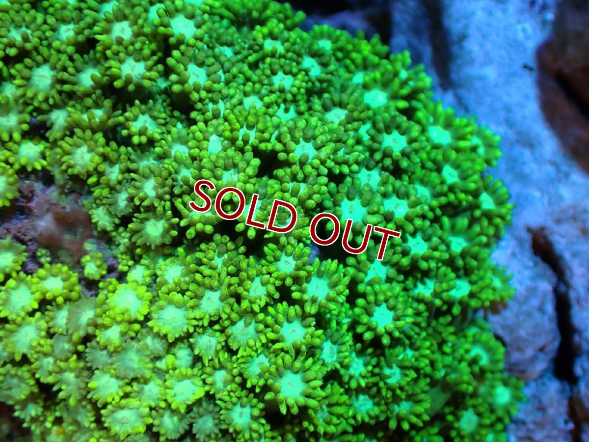 画像2: 【サンゴ】【通販】ハナガササンゴ（Metallic Green）MLサイズ（個体販売）（±10-13cm)No.1（生体）（サンゴ） (2)