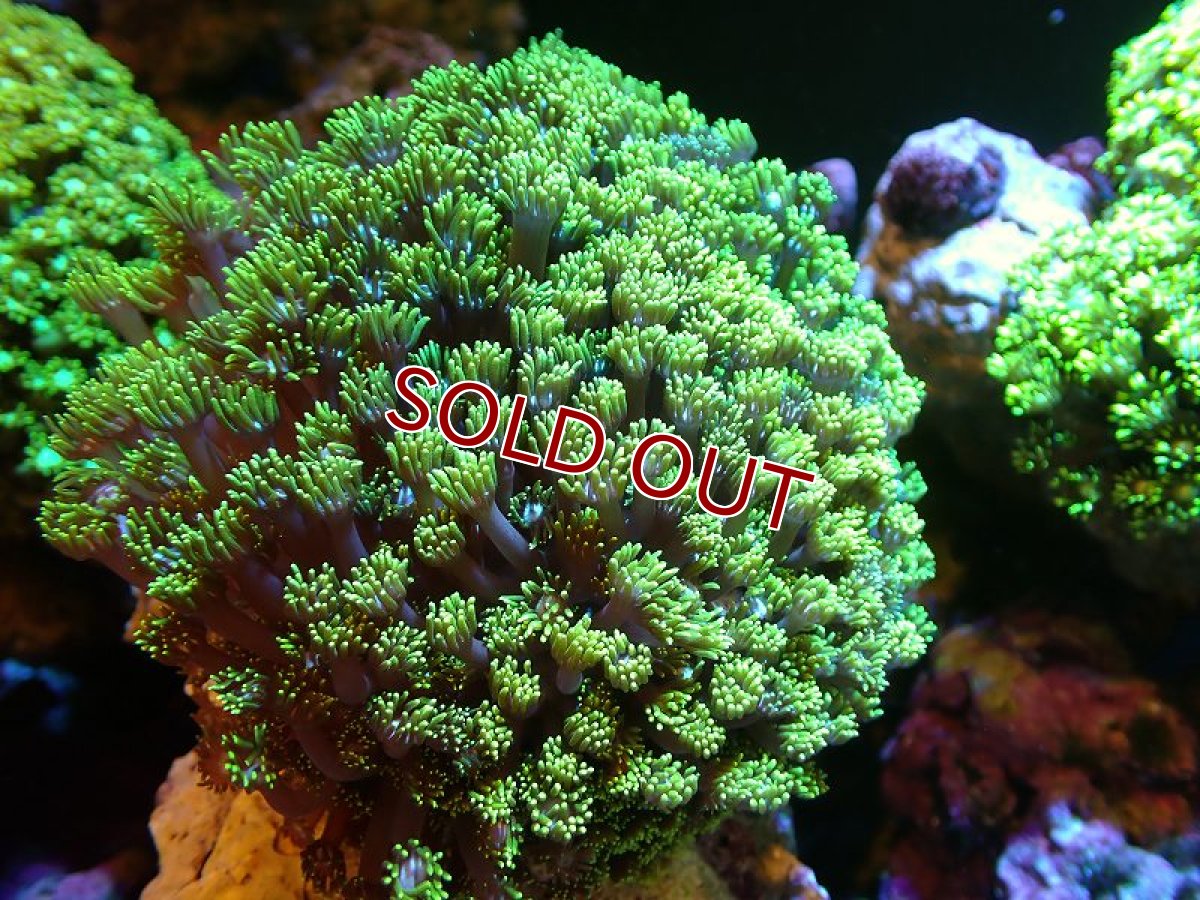 画像1: 【サンゴ】【通販】ハナガササンゴ（Metallic Green）MLサイズ（個体販売）（±10-13cm)No.2（生体）（サンゴ） (1)