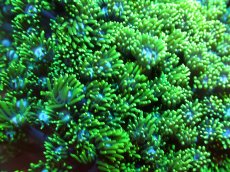 画像2: 【サンゴ】【通販】ハナガササンゴ（Metallic Green）MLサイズ（個体販売）（±10-13cm)No.2（生体）（サンゴ） (2)