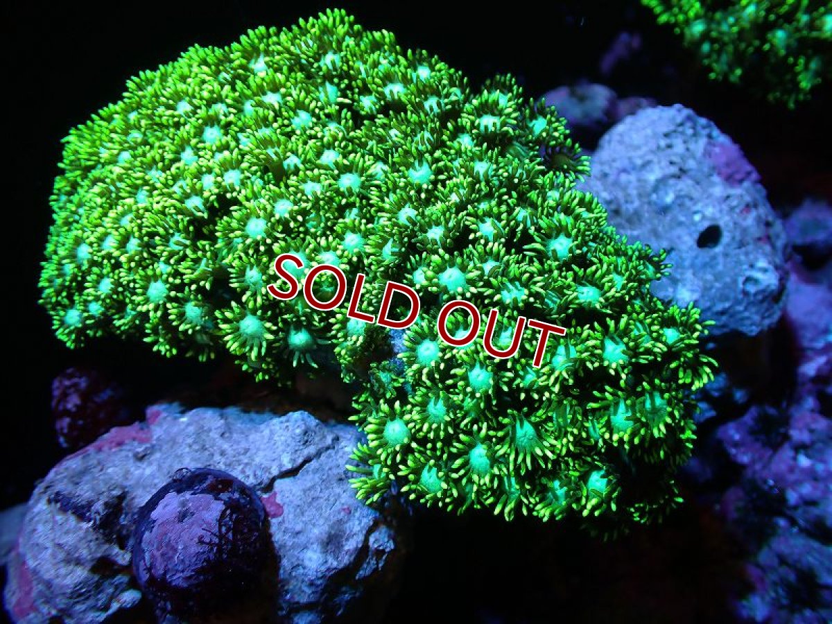 画像1: 【サンゴ】【通販】ハナガササンゴ（Metallic Green）MLサイズ（個体販売）（±10-13cm)No.4（生体）（サンゴ） (1)