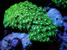 画像1: 【サンゴ】【通販】ハナガササンゴ（Metallic Green）MLサイズ（個体販売）（±10-13cm)No.4（生体）（サンゴ） (1)