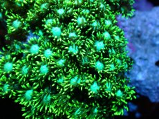 画像2: 【サンゴ】【通販】ハナガササンゴ（Metallic Green）MLサイズ（個体販売）（±10-13cm)No.4（生体）（サンゴ） (2)