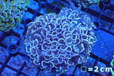 画像1: 【サンゴ】【通販】ナガレハナサンゴ（Purple)SMサイズ（個体販売）No.20（生体）（サンゴ） (1)
