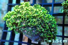 画像1: 【サンゴ】【通販】ハナガササンゴ（Special Green/Pink Core)Sサイズ（個体販売）No.1（生体）（サンゴ） (1)