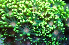 画像2: 【サンゴ】【通販】ハナガササンゴ（Special Green/Pink Core)Sサイズ（個体販売）No.1（生体）（サンゴ） (2)