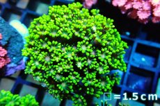 画像1: 【サンゴ】【通販】ハナガササンゴ（Special Green/Pink Core)Sサイズ（個体販売）No.3（生体）（サンゴ） (1)