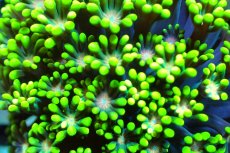 画像2: 【サンゴ】【通販】ハナガササンゴ（Special Green/Pink Core)Sサイズ（個体販売）No.3（生体）（サンゴ） (2)