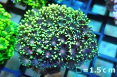 画像1: 【サンゴ】【通販】ハナガササンゴ（Special Green/Pink Core)Sサイズ（個体販売）No.4（生体）（サンゴ） (1)
