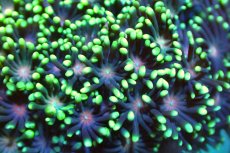 画像2: 【サンゴ】【通販】ハナガササンゴ（Special Green/Pink Core)Sサイズ（個体販売）No.4（生体）（サンゴ） (2)