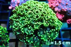 画像1: 【サンゴ】【通販】ハナガササンゴ（Full Metallic Green)Sサイズ（個体販売）No.5（生体）（サンゴ） (1)