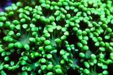 画像2: 【サンゴ】【通販】ハナガササンゴ（Full Metallic Green)Sサイズ（個体販売）No.5（生体）（サンゴ） (2)