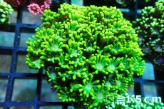 画像1: 【サンゴ】【通販】ハナガササンゴ（Full Metallic Green)Sサイズ（個体販売）No.6（生体）（サンゴ） (1)