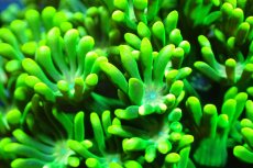 画像2: 【サンゴ】【通販】ハナガササンゴ（Full Metallic Green)Sサイズ（個体販売）No.6（生体）（サンゴ） (2)
