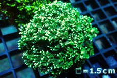 画像1: 【サンゴ】【通販】ハナガササンゴ（Full Metallic Green)Sサイズ（個体販売）No.7（生体）（サンゴ） (1)
