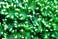 画像2: 【サンゴ】【通販】ハナガササンゴ（Full Metallic Green)Sサイズ（個体販売）No.7（生体）（サンゴ） (2)