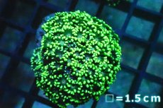 画像1: 【サンゴ】【通販】ハナガササンゴ（Full Metallic Green)Sサイズ（個体販売）No.8（生体）（サンゴ） (1)