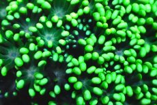 画像2: 【サンゴ】【通販】ハナガササンゴ（Full Metallic Green)Sサイズ（個体販売）No.8（生体）（サンゴ） (2)