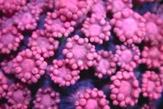 画像2: 【サンゴ】【通販】ハナガササンゴ（RED)Sサイズ（個体販売）No.1（生体）（サンゴ） (2)