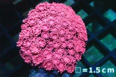 画像1: 【サンゴ】【通販】ハナガササンゴ（RED)Sサイズ（個体販売）No.2（生体）（サンゴ） (1)