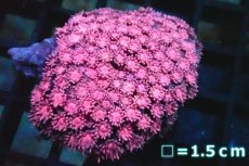 画像1: 【サンゴ】【通販】ハナガササンゴ（RED)SMサイズ（個体販売）No.3（生体）（サンゴ） (1)