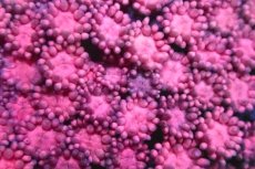 画像2: 【サンゴ】【通販】ハナガササンゴ（RED)SMサイズ（個体販売）No.3（生体）（サンゴ） (2)