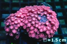 画像1: 【サンゴ】【通販】ハナガササンゴ（RED)SMサイズ（個体販売）No.4（生体）（サンゴ） (1)