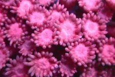 画像2: 【サンゴ】【通販】ハナガササンゴ（RED)SMサイズ（個体販売）No.4（生体）（サンゴ） (2)