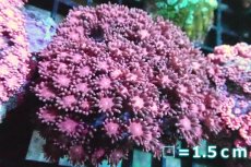 画像1: 【サンゴ】【通販】ハナガササンゴ（RED)SMサイズ（個体販売）No.5（生体）（サンゴ） (1)