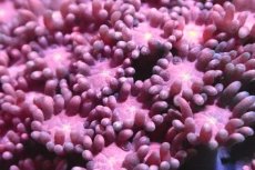 画像2: 【サンゴ】【通販】ハナガササンゴ（RED)SMサイズ（個体販売）No.5（生体）（サンゴ） (2)