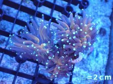 画像1: 【サンゴ】【通販】ゴールドトーチコーラル（ブリード）（個体販売）（生体）（サンゴ） (1)
