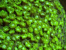 画像2: 【サンゴ】【通販】ハナガササンゴ（メタリックグリーン）（個体販売）（±10-11cm)No.5（生体）（サンゴ） (2)
