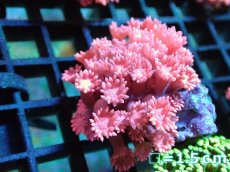 画像1: 【サンゴ】【通販】ハナガササンゴ（RED)Sサイズ（個体販売）No.7（生体）（サンゴ） (1)