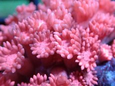 画像2: 【サンゴ】【通販】ハナガササンゴ（RED)Sサイズ（個体販売）No.7（生体）（サンゴ） (2)