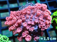 画像1: 【サンゴ】【通販】ハナガササンゴ（RED)SMサイズ（個体販売）No.8（生体）（サンゴ） (1)