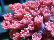画像2: 【サンゴ】【通販】ハナガササンゴ（RED)SMサイズ（個体販売）No.8（生体）（サンゴ） (2)
