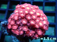 画像1: 【サンゴ】【通販】ハナガササンゴ（RED)Sサイズ（個体販売）No.9（生体）（サンゴ） (1)