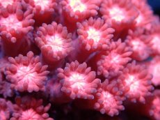 画像2: 【サンゴ】【通販】ハナガササンゴ（RED)Sサイズ（個体販売）No.9（生体）（サンゴ） (2)