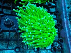画像1: 【サンゴ】【通販】パラオクサビライシ（Super Metallic Green)SMサイズ（個体販売）（±8-9cm)No.1（生体）（サンゴ） (1)