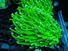 画像1: 【サンゴ】【通販】パラオクサビライシ（Super Metallic Green)Mサイズ（個体販売）（±10-11cm)No.2（生体）（サンゴ） (1)