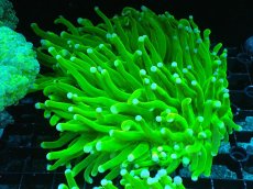 画像1: 【サンゴ】【通販】パラオクサビライシ（Super Metallic Green)MLサイズ（個体販売）（±12-13cm)No.3（生体）（サンゴ） (1)