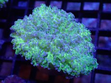 画像1: 【サンゴ】【通販】ハナブサツツマルサンゴ（Metallic Green Stem)SMサイズ（個体販売）（±5-6cm)No.1（生体）（サンゴ） (1)