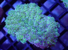 画像1: 【サンゴ】【通販】ハナブサツツマルサンゴ（Metallic Green Stem)SMサイズ（個体販売）（±5-6cm)No.2（生体）（サンゴ） (1)