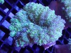 画像1: 【サンゴ】【通販】ハナブサツツマルサンゴ（Metallic Green Stem)SMサイズ（個体販売）（±7-8cm)No.3（生体）（サンゴ） (1)