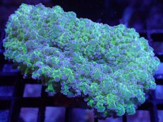 画像1: 【サンゴ】【通販】ハナブサツツマルサンゴ（Metallic Green Stem)SMサイズ（個体販売）（±7-8cm)No.4（生体）（サンゴ） (1)