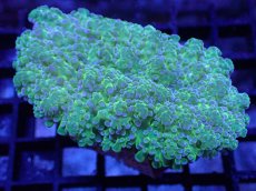 画像1: 【サンゴ】【通販】ハナブサツツマルサンゴ（Metallic Green Stem)SMサイズ（個体販売）（±7-8cm)No.5（生体）（サンゴ） (1)
