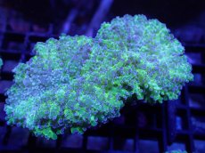 画像1: 【サンゴ】【通販】ハナブサツツマルサンゴ（Metallic Green Stem)Mサイズ（個体販売）（±9-10cm)No.6（生体）（サンゴ） (1)